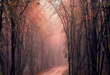 希腊女篮的巅峰之战：苦战八强，荣耀虽短但精神永存